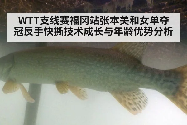 WTT支线赛福冈站张本美和女单夺冠反手快撕技术成长与年龄优势分析